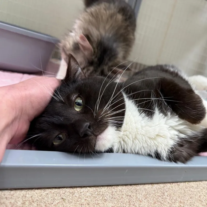 Chungus  Big Handsome thumbnail 2