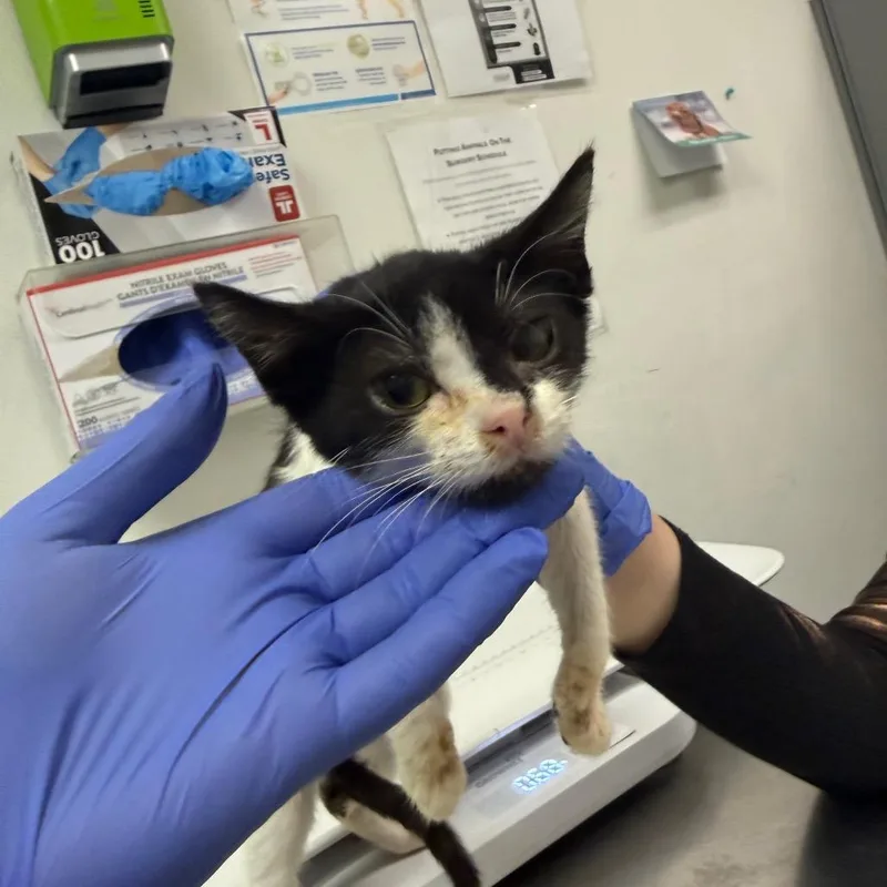 A baby small-sized male Black Domestic Medium Hair cat named Folgers for adoption in Charleston, WV