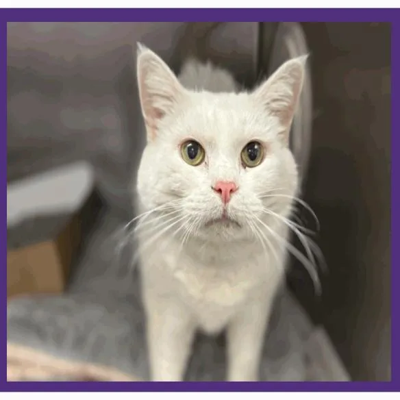 Lily Houston thumbnail 2