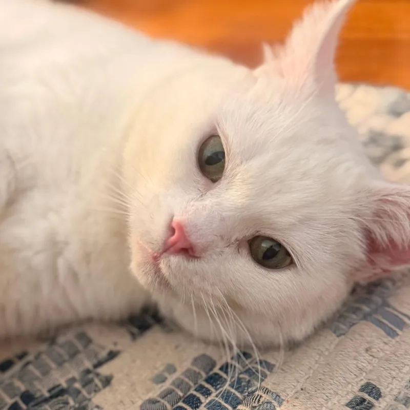 Lily Houston thumbnail 4