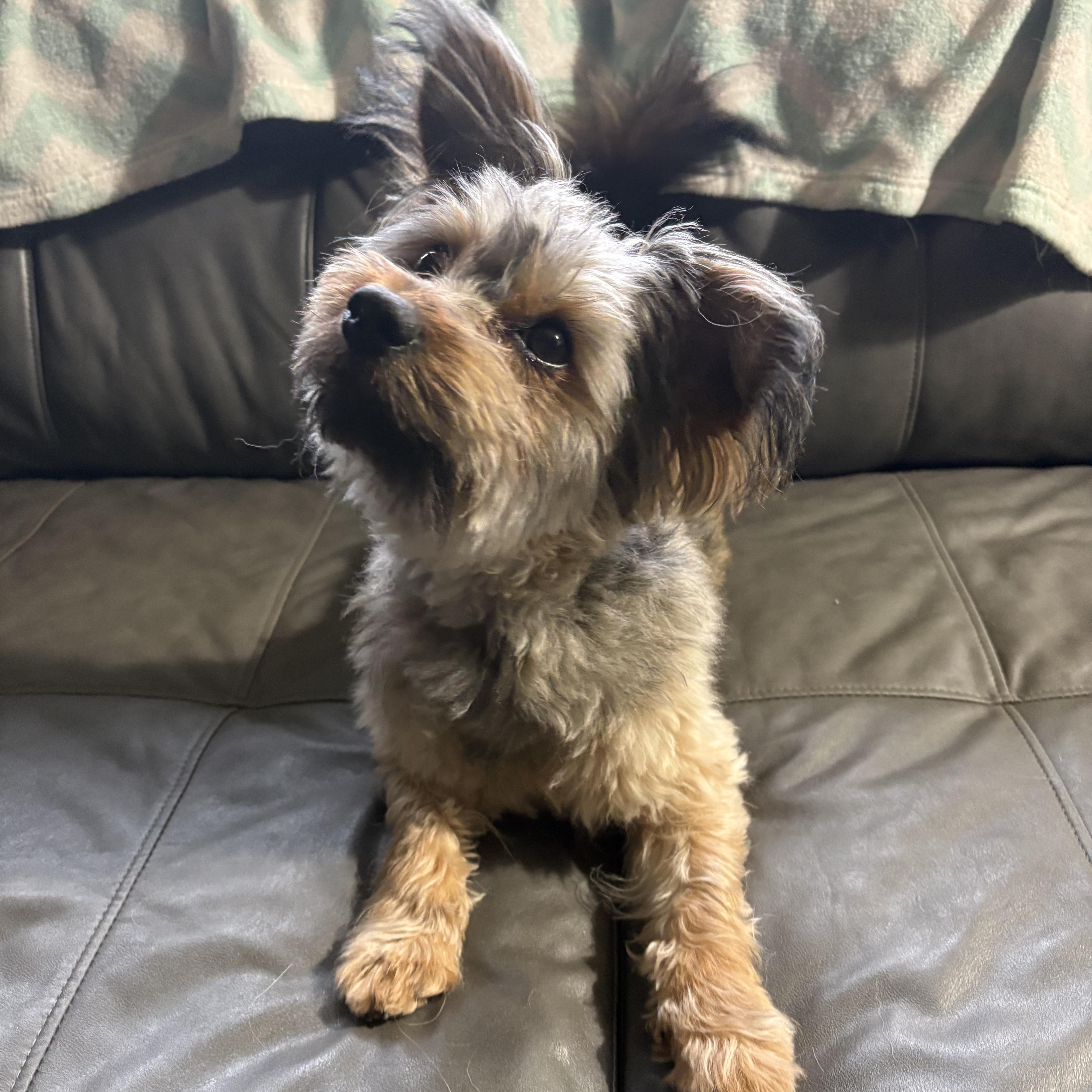 An adult small-sized male Terrier dog named Murphy for adoption in Delmar, NY