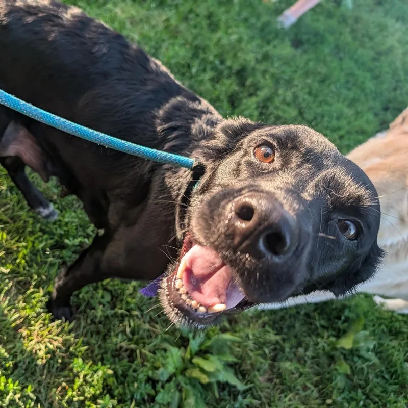 An adult medium-sized female Black Mixed Breed dog named Lori for adoption in Melbourne, KY
