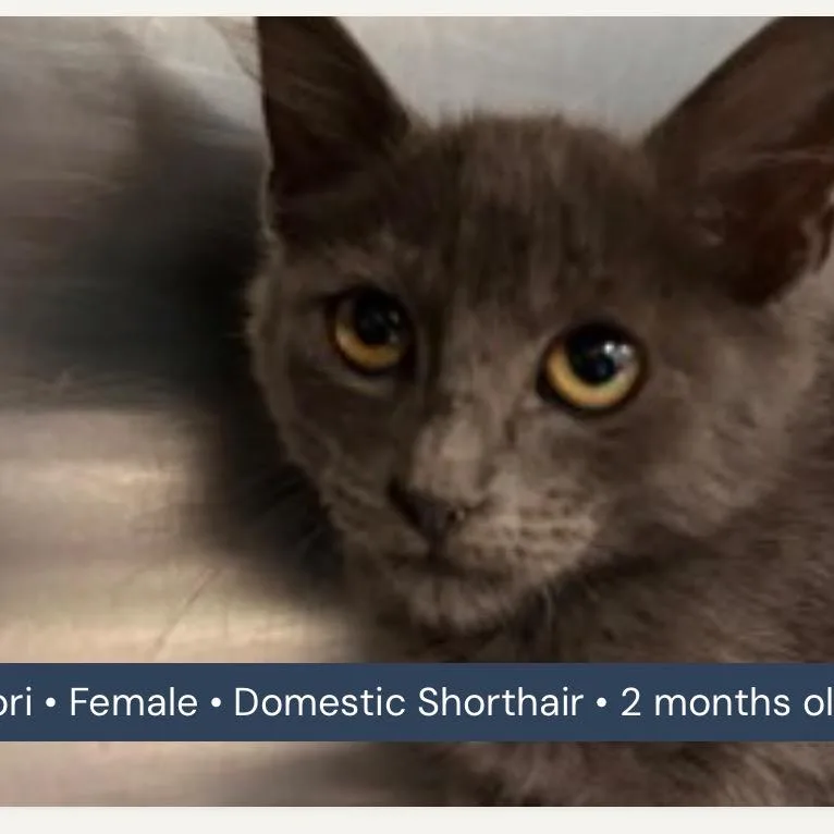 A baby small-sized female Gray / Blue / Silver Domestic Short Hair cat named Tori for adoption in San Antonio, TX