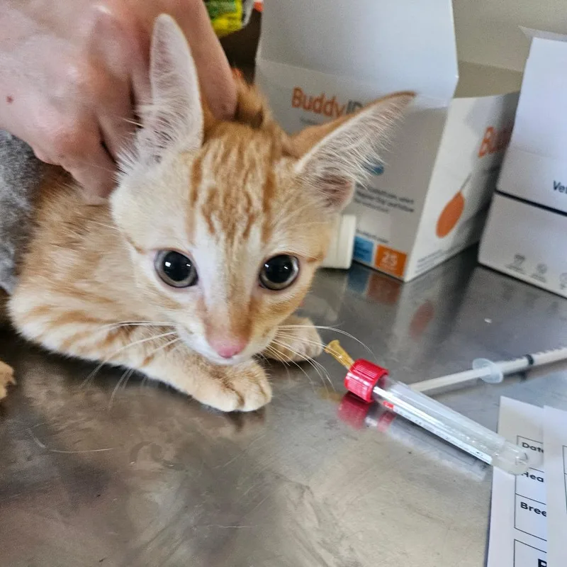 A baby small-sized male Orange / Red Domestic Short Hair cat named Gustof for adoption in Hattiesburg, MS
