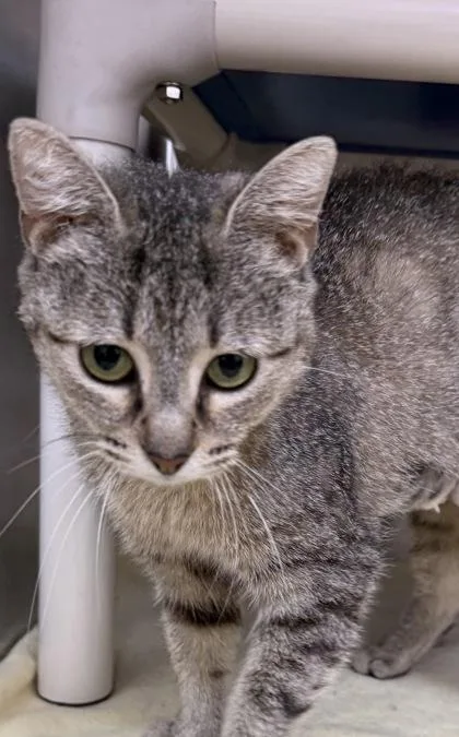 A young small-sized female Domestic Short Hair cat named Josephine for adoption in Wilkesboro, NC