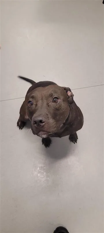 An adult large-sized female Mixed Breed dog named Nori for adoption in West Chester, PA