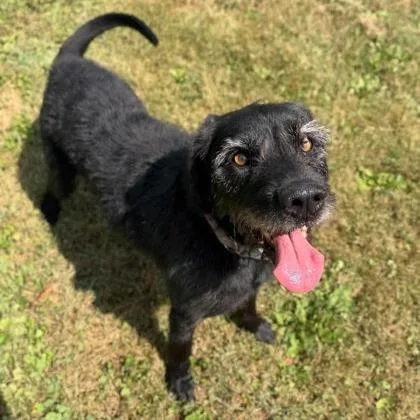 An adult large-sized male Mixed Breed dog named Poppy for adoption in Erie, PA