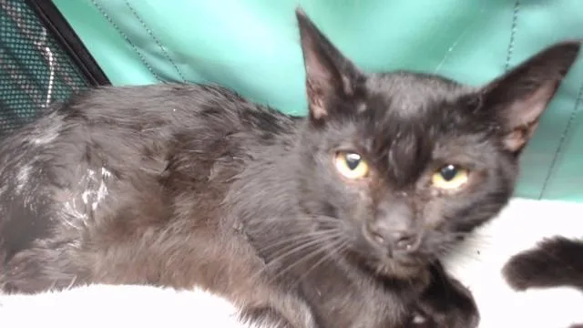 A baby medium-sized male Domestic Short Hair cat named Paco for adoption in Downey, CA