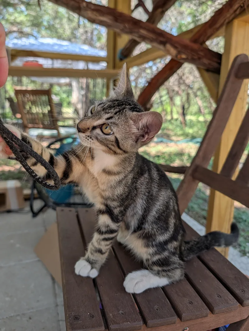 A baby medium-sized male Gray / Blue / Silver Domestic Short Hair cat named Homerun for adoption in Fischer, TX