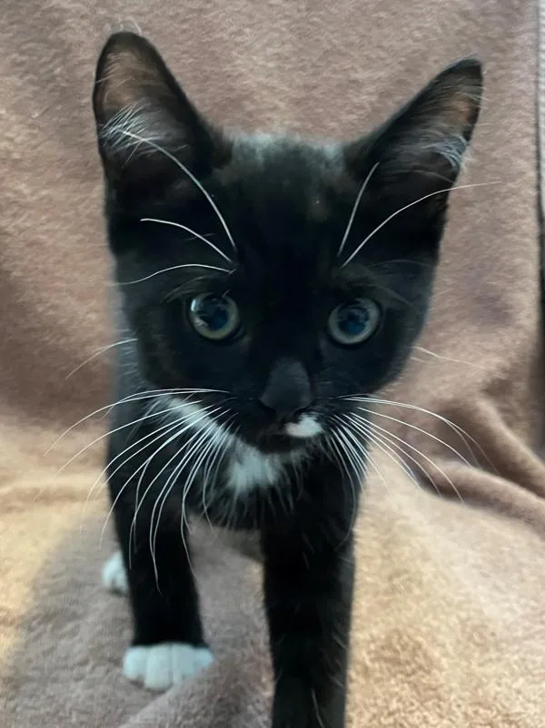 A baby small-sized male Domestic Short Hair cat named Glen Coco for adoption in Staten Island, NY