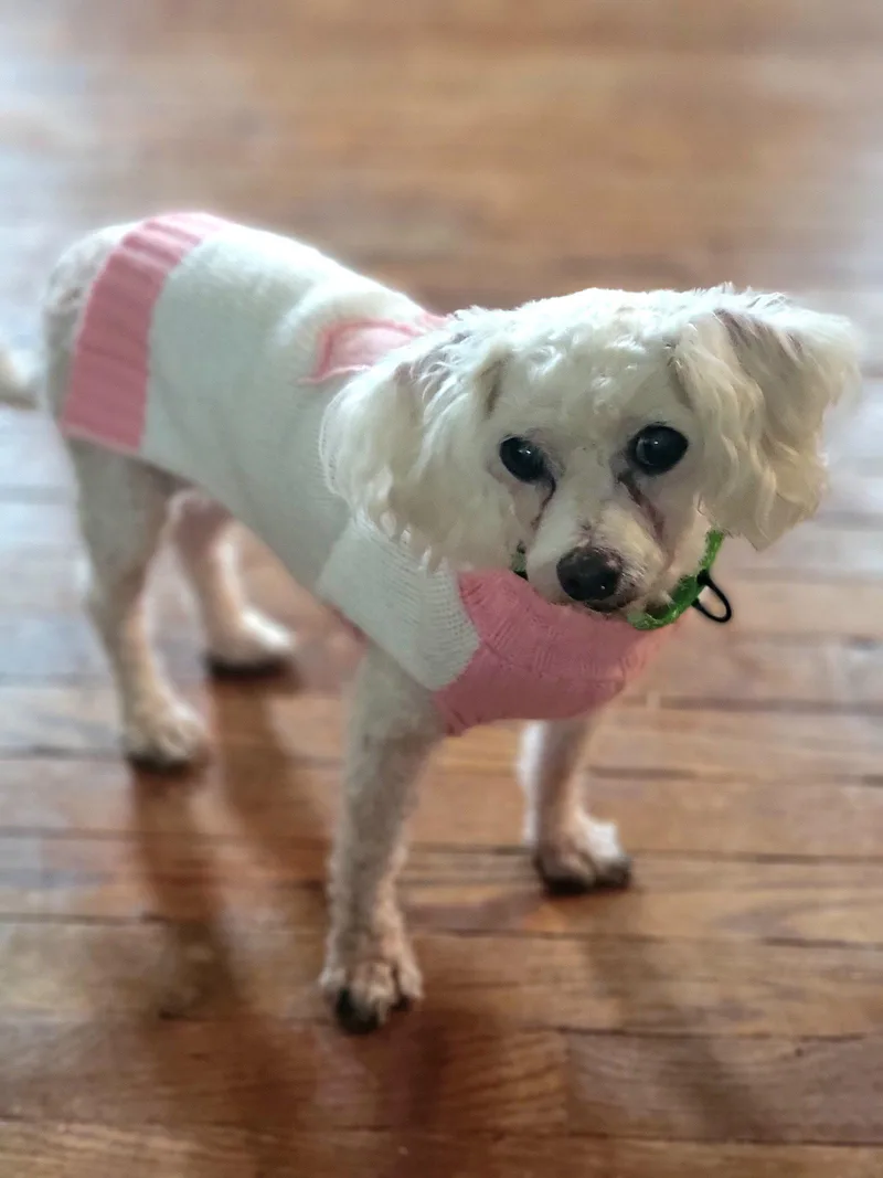 Trixie thumbnail 3