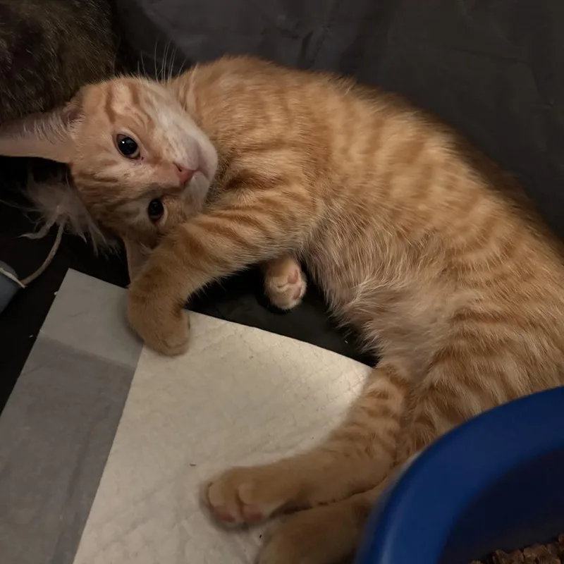 A baby small-sized male Orange / Red Domestic Short Hair cat named Dipper for adoption in North Branford, CT