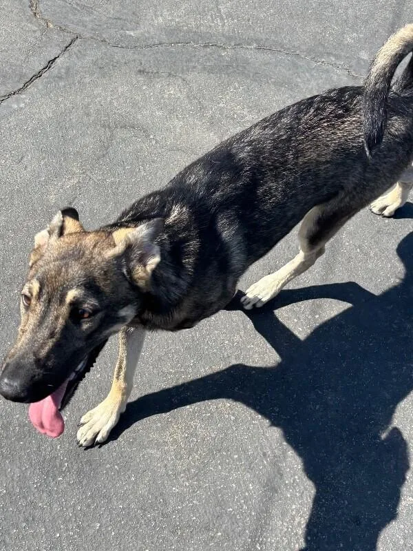 A baby medium-sized female Brown / Chocolate German Shepherd Dog dog named Taquito for adoption in Van Nuys, CA