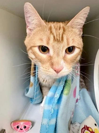 An adult medium-sized male Domestic Short Hair cat named Sylvester for adoption in Lowell, MA