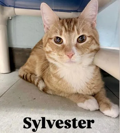 Sylvester thumbnail 2