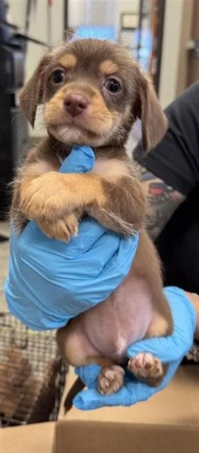 A baby small-sized male Dachshund dog named Mateo for adoption in San Antonio, TX