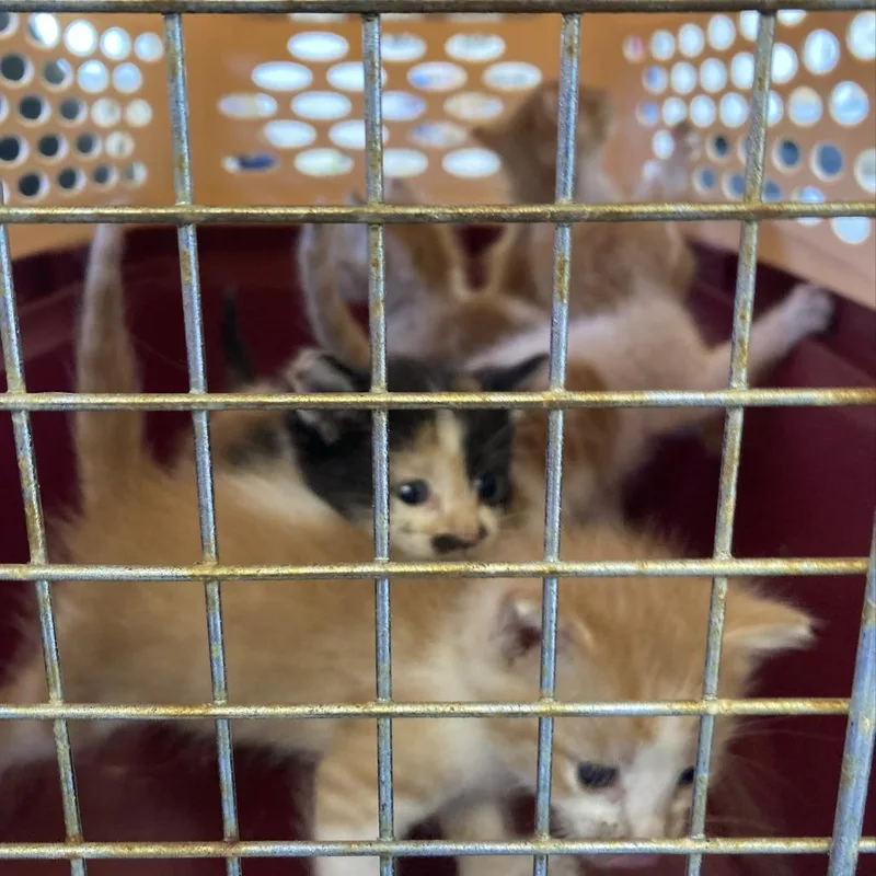 A baby small-sized female Calico Domestic Short Hair cat named Moro for adoption in Hawthorne, CA