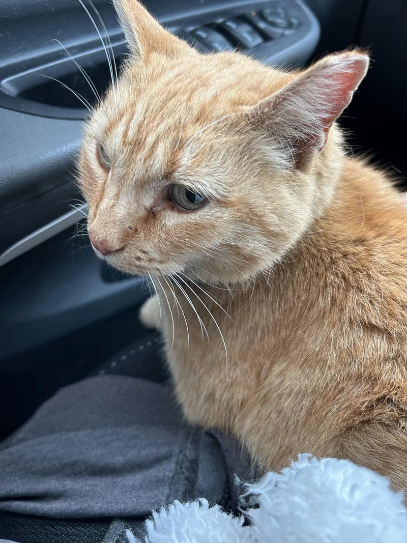 Sardinesardinia thumbnail 3