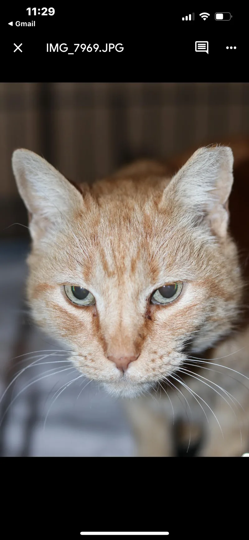 Sardinesardinia thumbnail 4