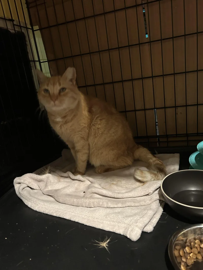 Sardinesardinia thumbnail 6