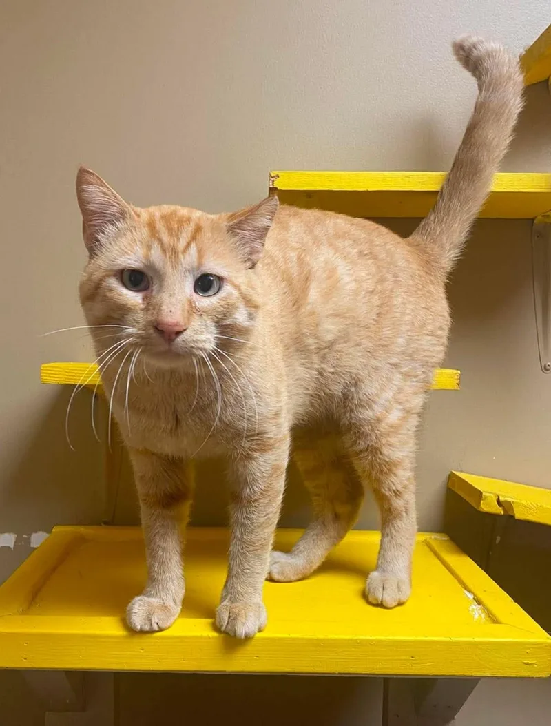 An adult medium-sized male Tabby (Orange / Red) Domestic Short Hair cat named Skippy for adoption in Maryville, MO