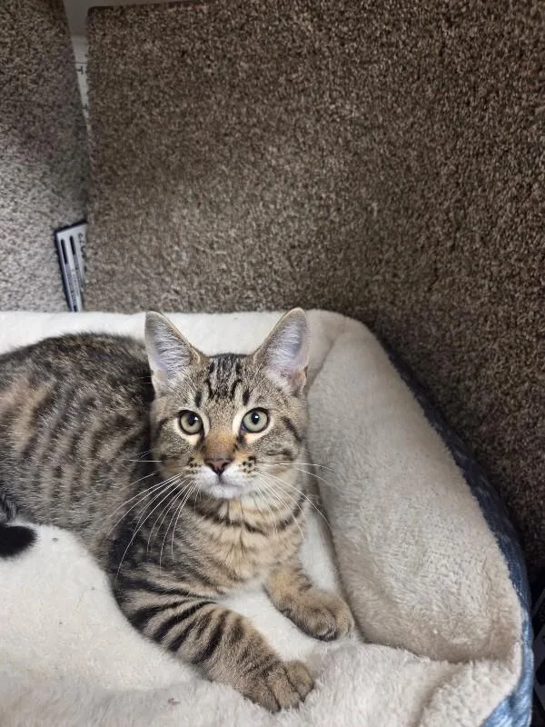 A young medium-sized male Tabby (Brown / Chocolate) Domestic Short Hair cat named Leonardo Di Catrio for adoption in Jackson, TN