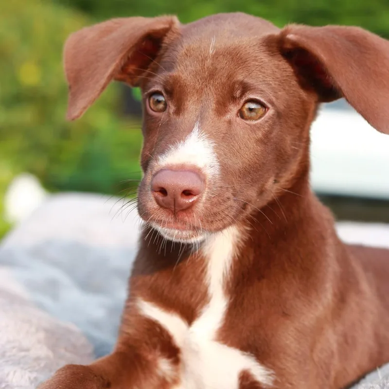 A baby medium-sized female Brown / Chocolate Labrador Retriever dog named CT Aliza for adoption in Eastford, CT