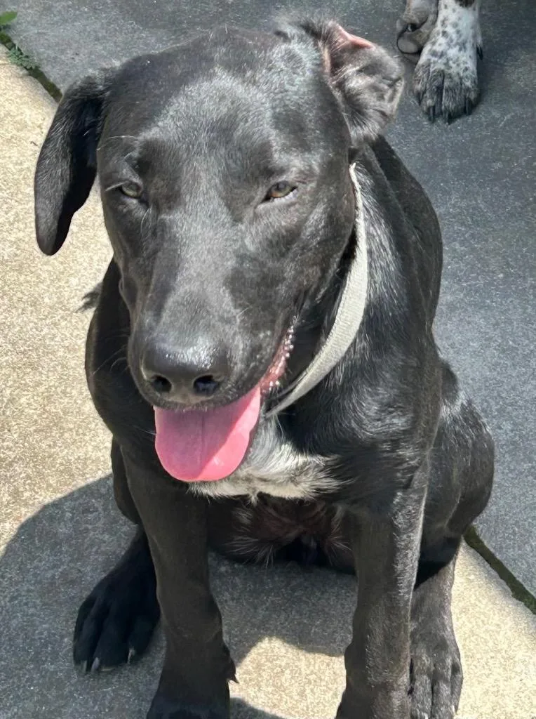 An adult large-sized female Mixed Breed dog named Annie  Behavior Assessment for adoption in Chickamauga , GA