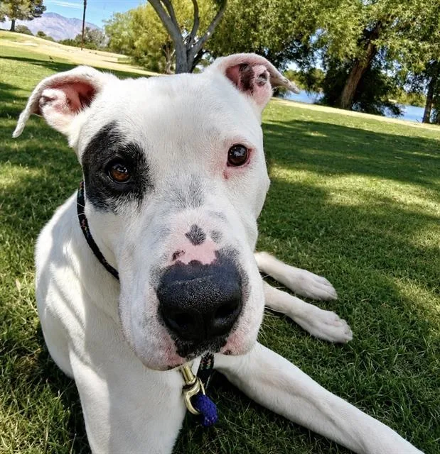 A young large-sized male Pit Bull Terrier dog named Banks for adoption in Tucson, AZ