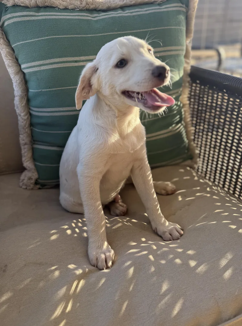 A baby medium-sized male Yellow / Tan / Blond / Fawn Labrador Retriever dog named Finn for adoption in San Diego, CA