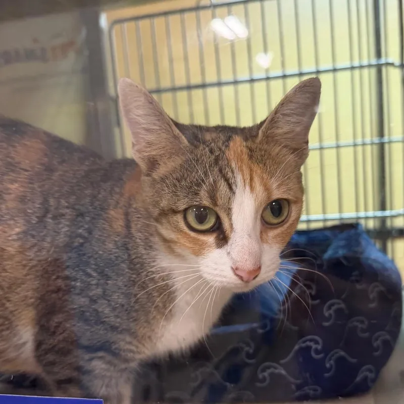 An adult medium-sized female Domestic Short Hair cat named Dolly for adoption in East Hanover, NJ
