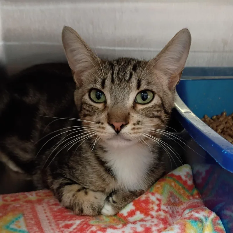 A young medium-sized male Brown / Chocolate Domestic Short Hair cat named Hurdle for adoption in Kanab, UT