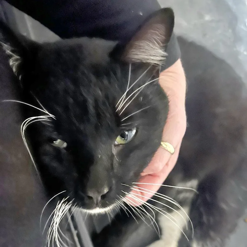 James Pawned thumbnail 3