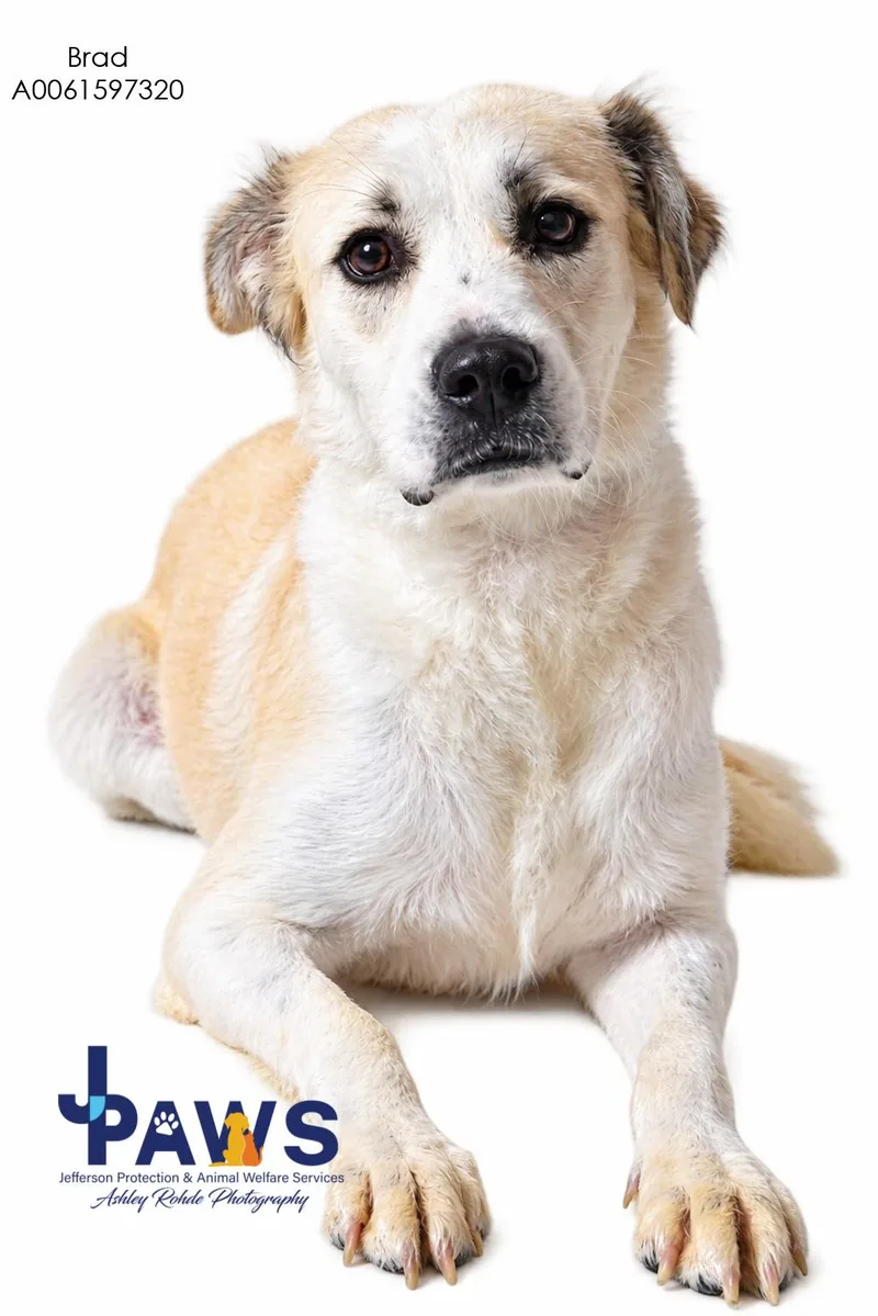 A young medium-sized male Mixed Breed dog named Brad for adoption in Harvey , LA