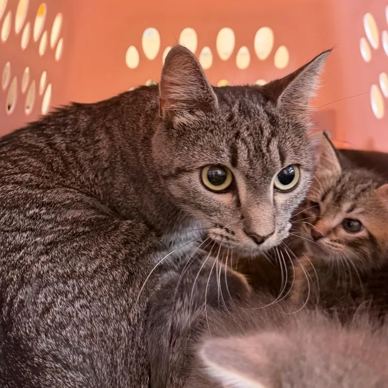 An adult medium-sized female Gray / Blue / Silver Domestic Short Hair cat named Mother Ginger for adoption in Austin, TX