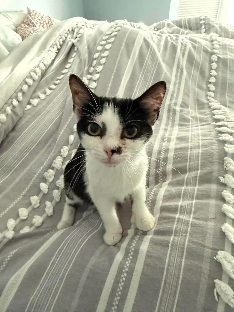 A baby small-sized female Black & White / Tuxedo Domestic Short Hair cat named Mary Ann for adoption in Chicago, IL