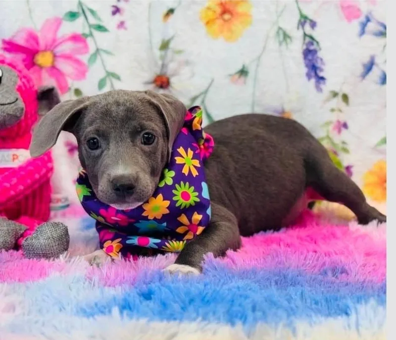 A baby medium-sized female Gray / Blue / Silver Pit Bull Terrier dog named Brad for adoption in Sedalia, CO