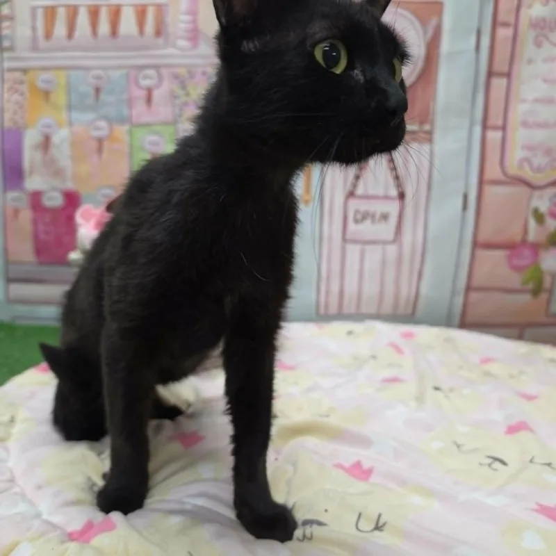 An adult medium-sized female Black Domestic Short Hair cat named Mercy for adoption in Statesboro, GA