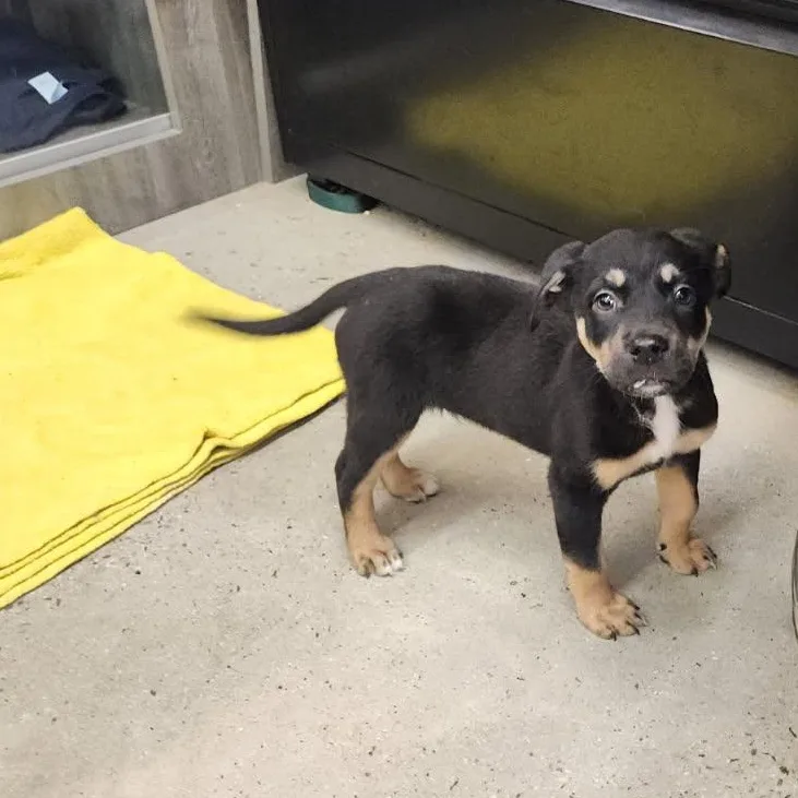 A baby medium-sized male Black Shepherd dog named Grimm for adoption in New Rochelle, NY
