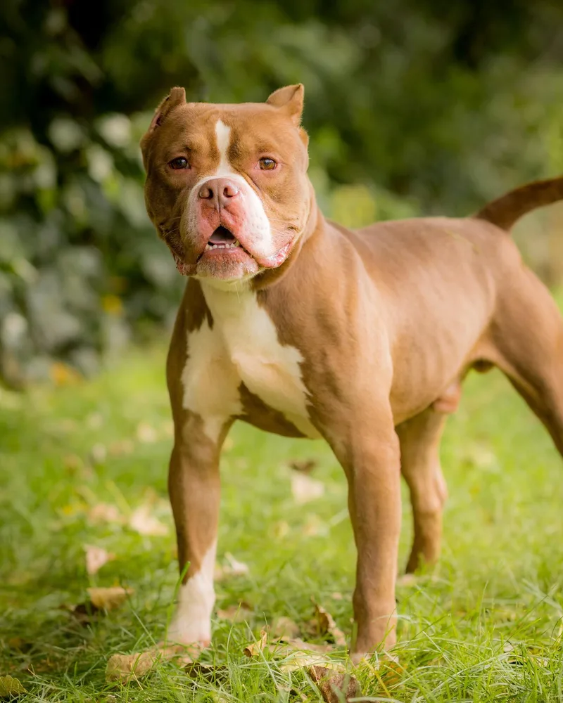 A young large-sized male American Bully dog named Redwood for adoption in Bridgeport, CT