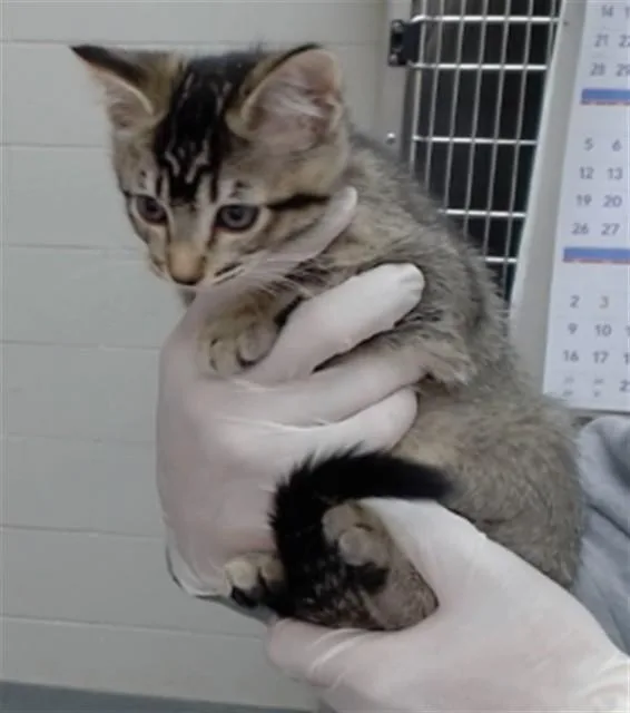 A baby medium-sized female Domestic Short Hair cat named Alicent for adoption in Salinas, CA