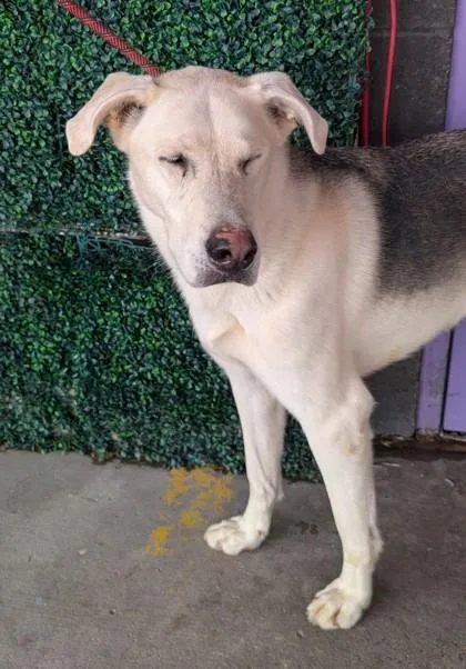 An adult extra large-sized female White / Cream German Shepherd Dog dog named Bosco for adoption in El Paso, TX