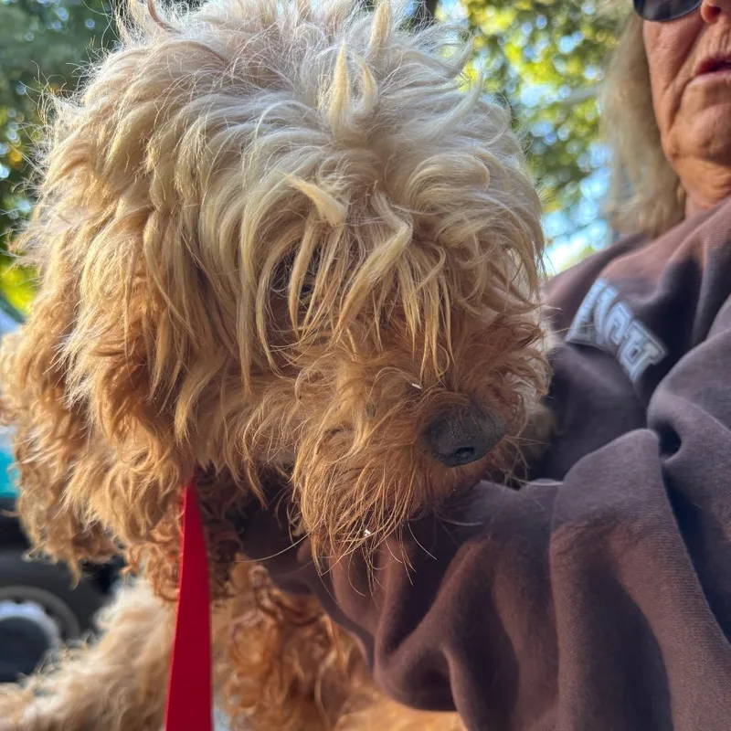 An adult small-sized female Cavalier King Charles Spaniel dog named Siena for adoption in St. Charles, IL