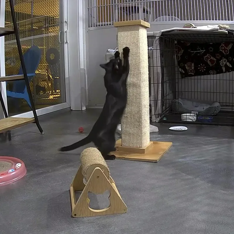 Shiloh thumbnail 2