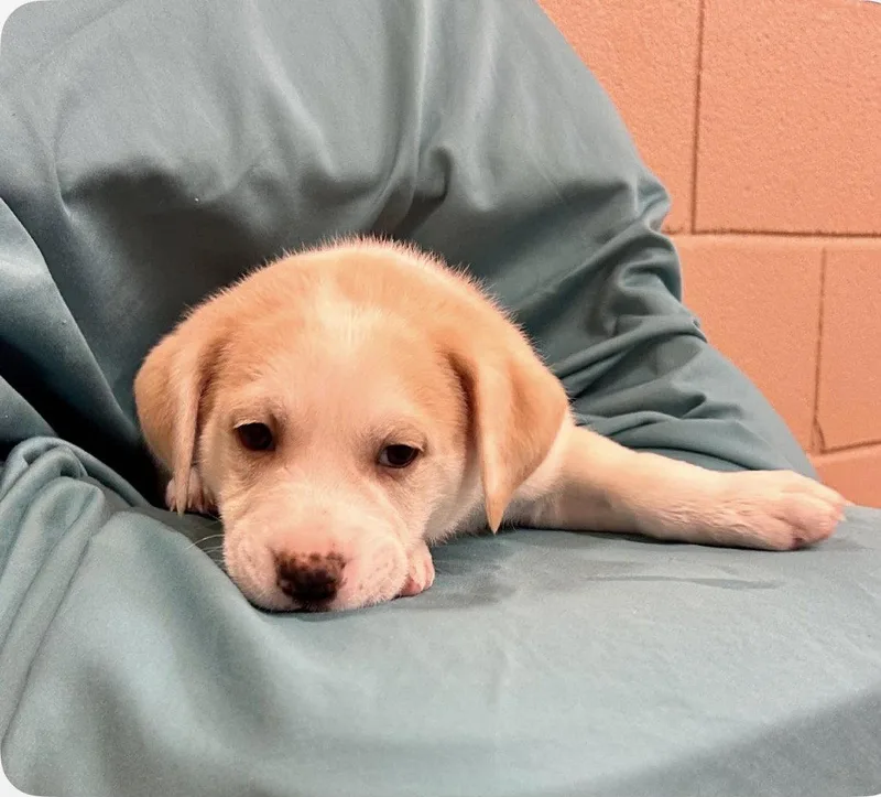 A baby medium-sized male Cattle Dog dog named Galaxy for adoption in Bothell, WA