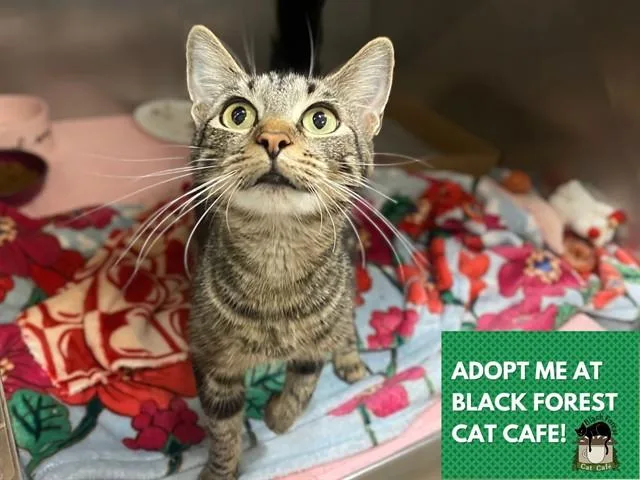 A young small-sized female Domestic Short Hair cat named Madison for adoption in Fort Wayne, IN