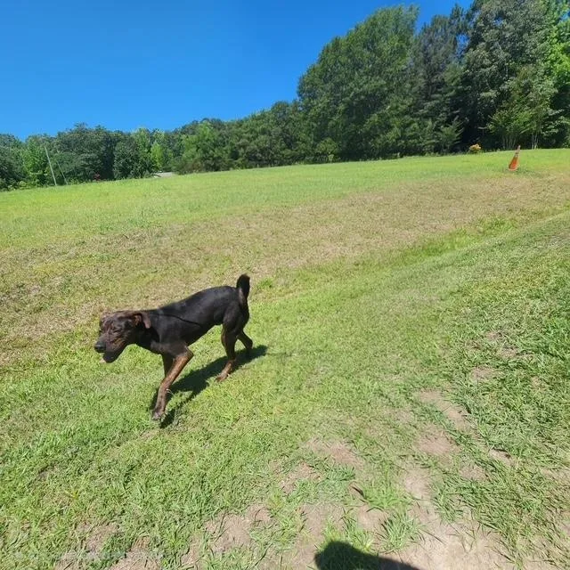 A young medium-sized male Brindle American Staffordshire Terrier dog named Henley for adoption in Manhasset, NY