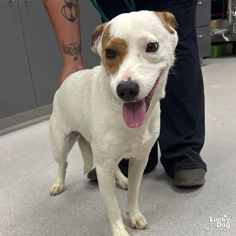 A young medium-sized female Australian Cattle Dog / Blue Heeler dog named Lindy for adoption in Washington, DC