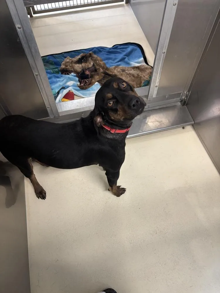 An adult large-sized female Brown / Chocolate Rottweiler dog named Nautica for adoption in Kalamazoo, MI
