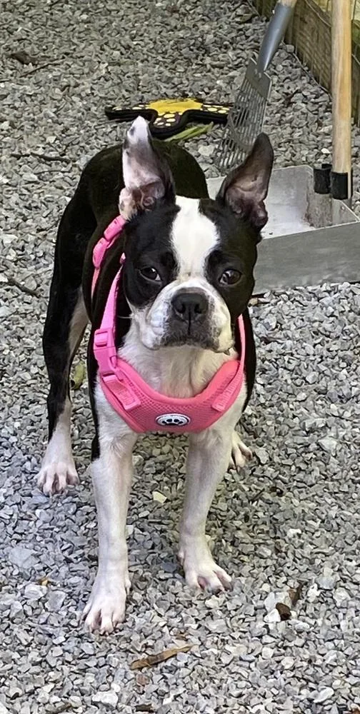 An adult small-sized female Tricolor (Brown, Black, & White) Boston Terrier dog named Billie Jo Letts KY for adoption in Maryville, TN